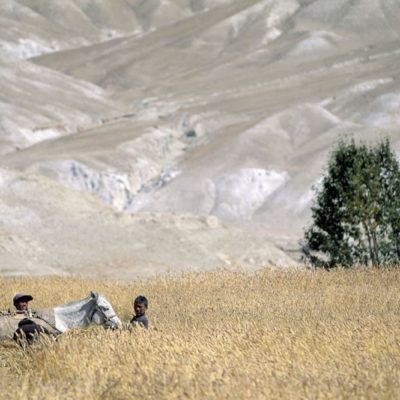 28 - Campi d’orzo nell’alto Mustang