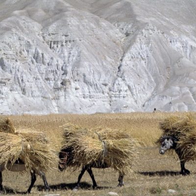 29 - Trasporto del raccolto a Lo Manthang