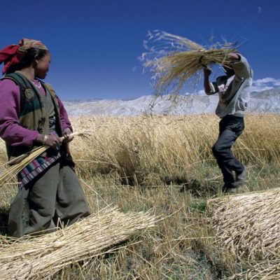 30 - La mietitura nei pressi di Lo Manthang