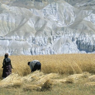 32 - Lavori agricoli a Lo Manthang