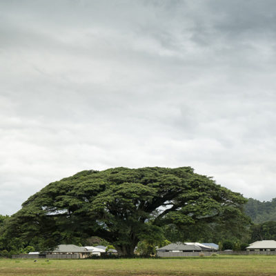 32 - Cairns, big tree