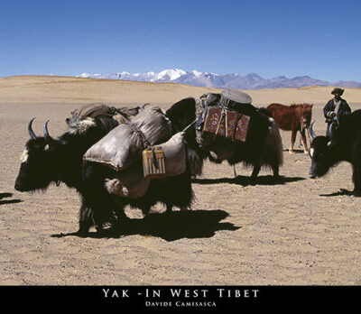 18 - Yak in West Tibet